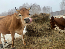 «Сыровары ищут пригодное молоко по всей области». Зачем на Урале открывают отель для коров