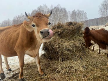 «Сыровары ищут пригодное молоко по всей области». Зачем на Урале открывают отель для коров