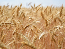 Красноярские аграрии в 2022 году активно отправляли зерно в Белоруссию и Китай