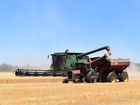Рекордный урожай зерна в России становится проблемой
