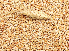 Предприятия Челябинской области станут хранителями зернового госрезерва