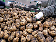 Новые сложности: в России не пристроили рекордный урожай картофеля