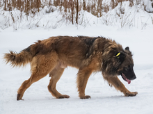 Бездомных собак в Челябинске запретили выпускать во дворы 