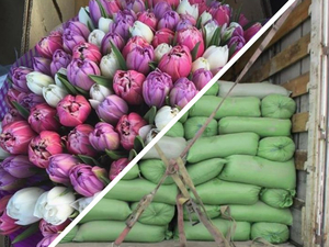 На челябинской границе с Казахстаном изъяли 10 тысяч тюльпанов и 17 тонн насвая