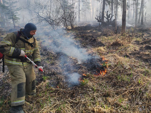 Жители области смогут заработать на поиске поджигателей лесов 