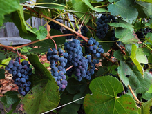 Тюменские предприниматели хотят открыть центр сибирского виноделия