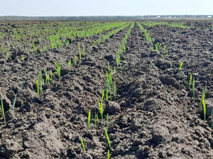 «Есть опасность недополучения урожая». Тюменская область может пострадать из-за засухи