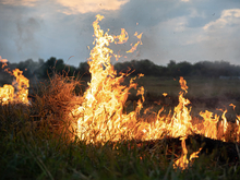 К середине июня ущерб от пожаров в УрФО приблизился к 1 млрд руб.