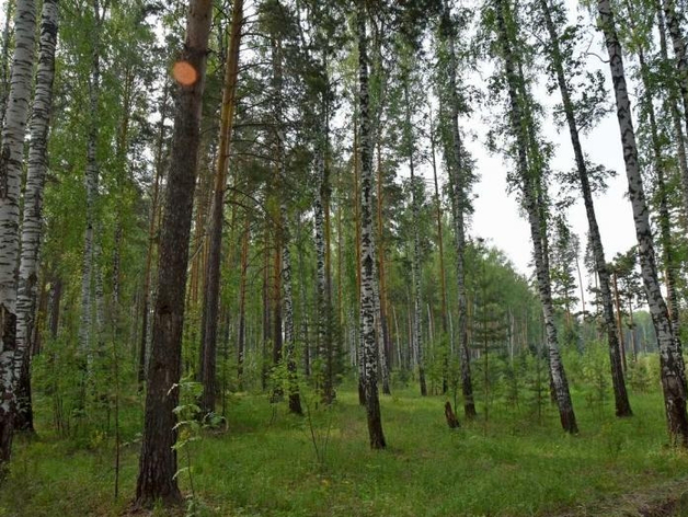 В Свердловской области снова горят леса