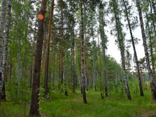 Общепиту Свердловской области разрешили использовать мангалы