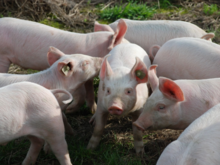 Свиноводы России предупредили о проблемах с производством мяса 