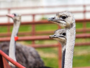 Россельхознадзор vs страусы: суд не поддержал ведомство в его борьбе с тюменской фермой