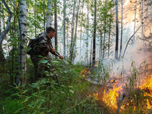 С арендаторами лесных участков, которые не помогают тушить пожары, расторгнут договоры