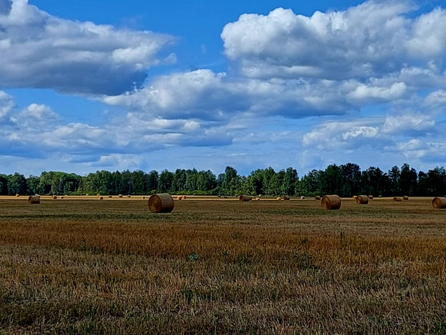 В Свердловской области собрали зерно и картофель. Урожаи на 30-45% превысили прошлогодние