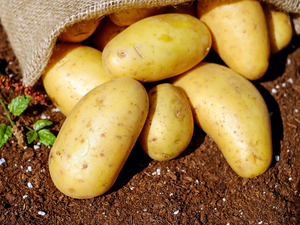 В Нижегородской области компенсируют затраты личных хозяйств на производство картофеля