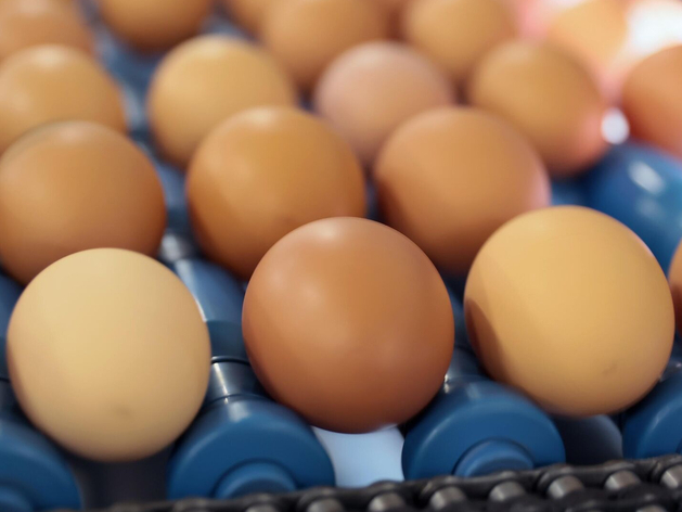 «Справедливая цена»: производители не собираются понижать цены на яйца