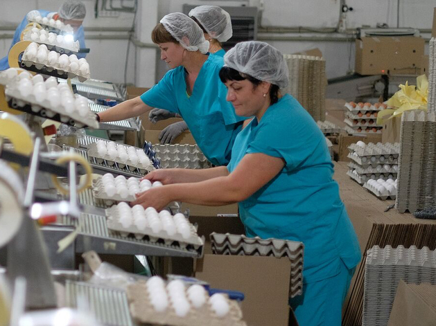 Производители куриного мяса и яиц просят о специальных мерах поддержки

