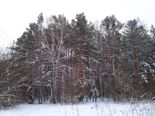 К суду о стройке в Челябинском городском бору привлекли минэкологии и УФАС