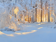 В Троицком районе выставят на продажу почти 1300 гектаров заповедной земли
