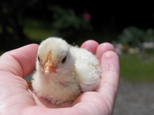 Андрей Косилов продал более 40% акций одного из активов «Рависа»