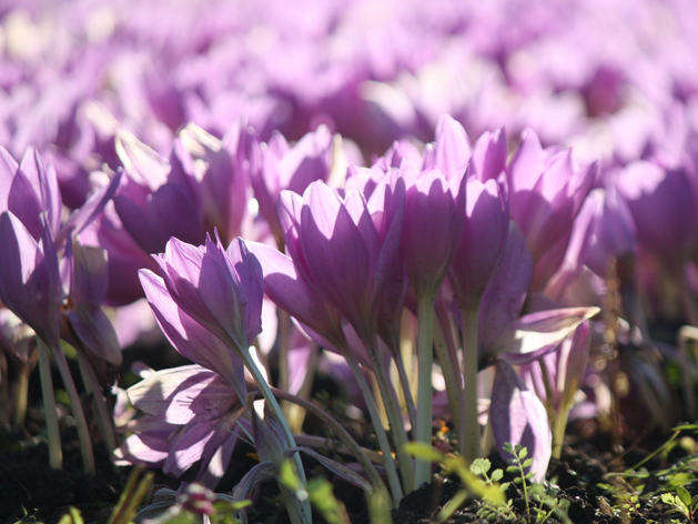 Как будут расти цены на цветы и подарки. Аналитика конфетно-букетного периода Как будут расти цены на цветы и подарки. Аналитика конфетно-букетного периода