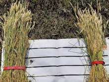 Бывший совхоз «Рависа» в Челябинской области требуют признать банкротом