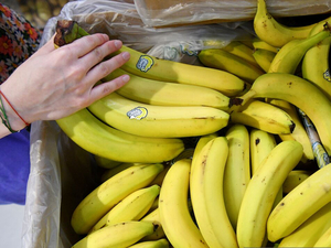 Эквадорские власти готовят срочный визит в Москву из-за запрета импорта бананов