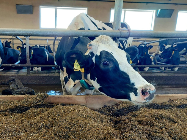 Свердловские власти продали 74% совхоза «Шумихинский» Свердловские власти продали 74% совхоза «Шумихинский»