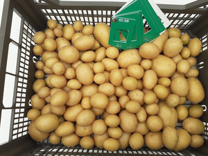 Тюменские сельхозпроизводители будут поставлять картофель в Сербию