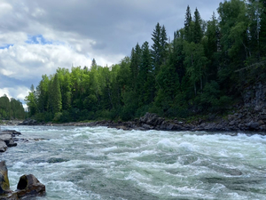 В каких сибирских реках обитает самый полезный хариус, выяснили красноярские ученые 
