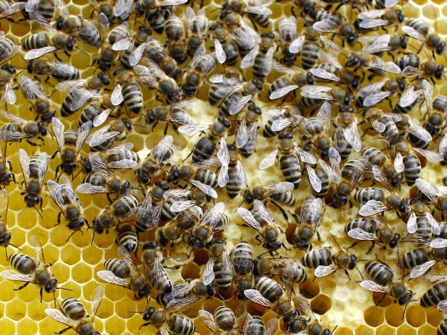 В России ввели обязательную маркировку пчел, куриц, свиней и овец
