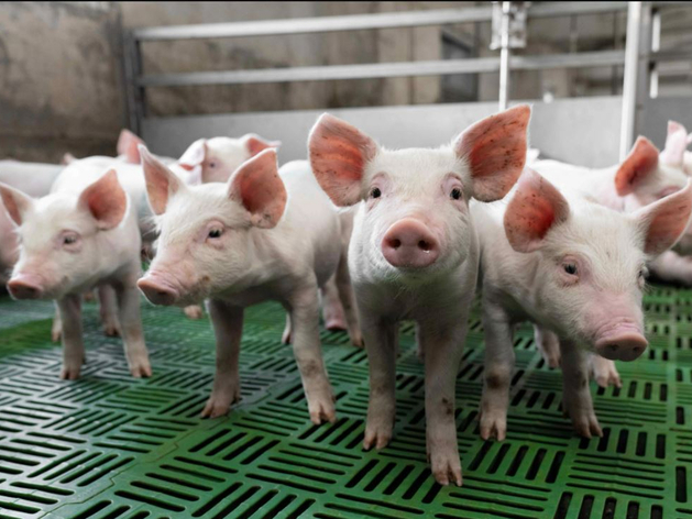 «Сибагро» стал владельцем Богдановичского комбикормового завода