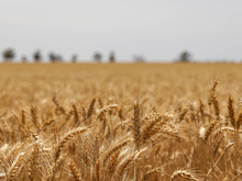€95 за тонну. Евросоюз введет заградительные пошлины на российское зерно