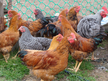 Впервые за долгое время «Рефтинская» сработала не в убыток. Прибыль — почти миллиард руб.