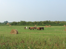 Известная цирковая труппа закупила лошадей на тюменском конном заводе