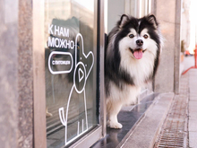 В Красноярском крае МТС открыла свои магазины для домашних животных 