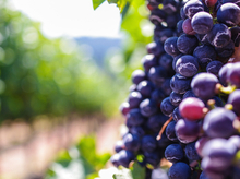 Челябинский холдинг открыл на Тамани федеральный центр виноградарства