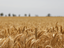 Риски неурожая пугают. Мировые цены на пшеницу выросли до максимума с августа 2023 г.