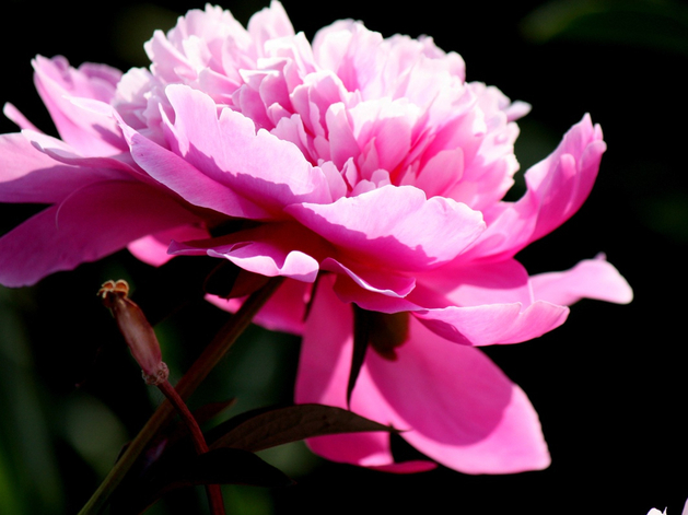 Этой весной екатеринбуржцы купили в два раза больше букетов, чем прошлой Этой весной екатеринбуржцы купили в два раза больше букетов, чем прошлой