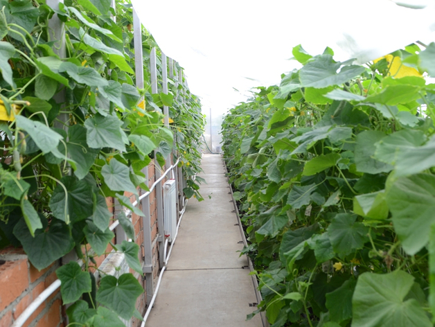 Производство АПК в России к 2030 г. увеличат на треть, а экспорт — на 50%