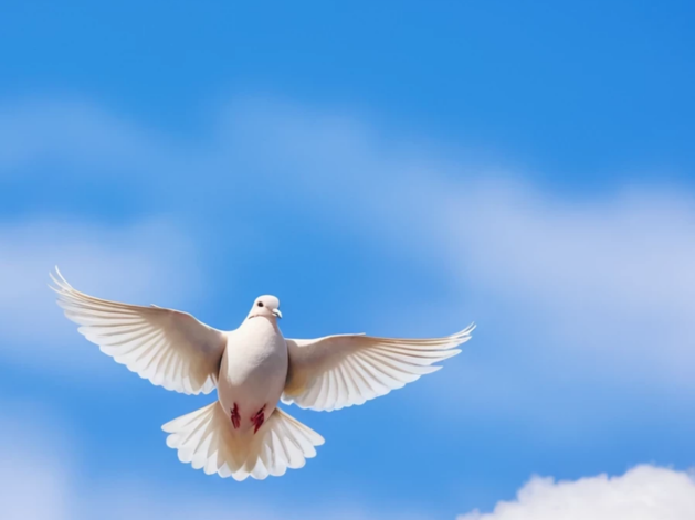 Канцлер Германии работает над планом мирного урегулирования конфликта России и Украины Канцлер Германии работает над планом мирного урегулирования конфликта России и Украины