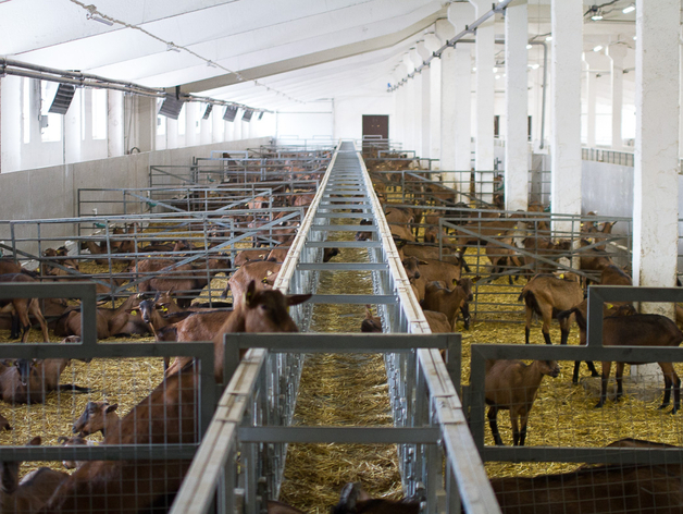 Вывозим много, но дешево. Глава Минсельхоза посетовала на невыгодный экспорт Вывозим много, но дешево. Глава Минсельхоза посетовала на невыгодный экспорт
