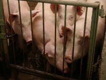 Лужский комбикормовый завод усовершенствовал производство за 200 млн рублей
