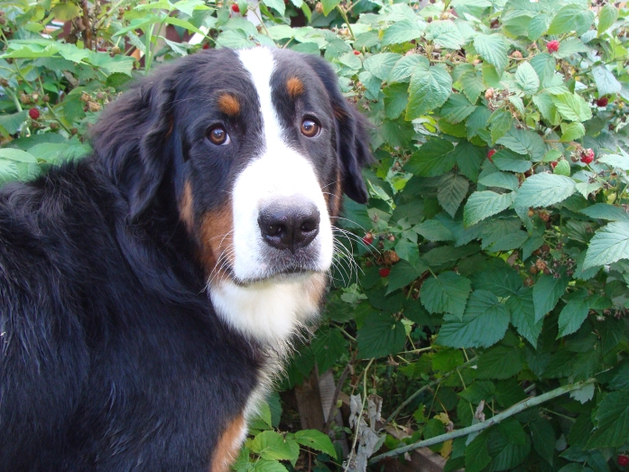 Незаконопослушных собаководов накажут штрафами. Госдума приняла соответствующий закон