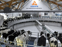 «Дамате» может продать свой молочный комплекс в Тюменской области