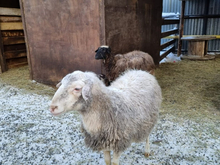 Строительство репродуктора овец в Тюменской области отложено из-за ящура