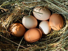 Челябинская птицефабрика получила разрешение на ввоз яиц и цыплят из стран Евросоюза и США