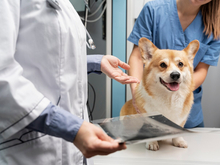 В густонаселенном районе Челябинска выставили на продажу ветклинику 