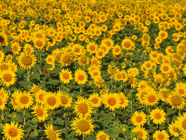 ФАС начала проверку обоснованности цен на подсолнечное масло, майонез и маргарин ФАС начала проверку обоснованности цен на подсолнечное масло, майонез и маргарин