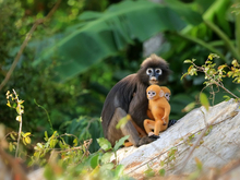 «Ингосстрах» выяснил, какие животные чаще всего обижают российских туристов